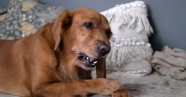 Golden Retriever cinsinden bir köpek kanepede yatarken komik bir yüz ifadesi takınarak kemik çiğner. Köpeklerinizin dişleri ve diş etlerinin sağlığıyla ilgileniyorsunuz. Evcil hayvan dükkanında sağlıklı şeyler..