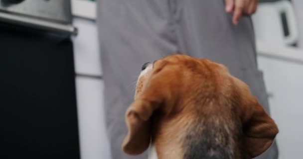 Rear View Head Beagle Dog Who Stands Kitchen Next Oven — Stock Video