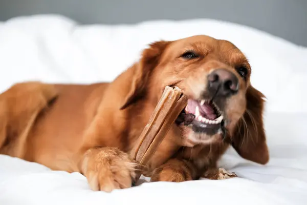 Ένα Κοντινό Πορτραίτο Ενός Σκύλου Golden Retriever Που Βρίσκεται Στον Εικόνα Αρχείου