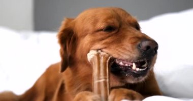 Kanepede beyaz bir battaniye üzerinde uzanan ve pençeleriyle bir kemiği kemirirken kemiren bir Golden Retriever köpeğinin yakın plan portresi. Şekerleme yiyen bir köpeğin komik yüzü. Dişlerine bakıyorum..