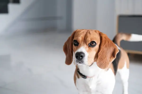 Πορτρέτο Ενός Σκυλιού Beagle Στέκεται Ένα Λευκό Πάτωμα Και Κοιτάζοντας Royalty Free Φωτογραφίες Αρχείου