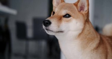 Zencefil renkli bir Shiba Inu köpeğinin yakın bir portresi. İlgili bir ağızlık ile yan tarafa bakar ve arkasını döner. Evcil hayvan dükkanının maskotu, Akita Dog, oturma odasında duruyor..