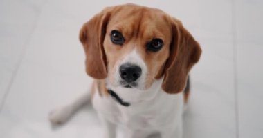 Beyaz bir zeminde oturan ve kameraya bakıp arkasını dönen bir Beagle köpeğinin portresi. Ödül için yalvaran bir köpeğin komik yüzü. Köpek gezdirme servisi.
