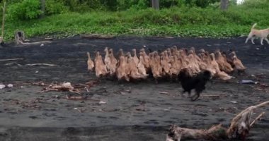 Kara kumsalda, birçok ördek büyük bir sürü halinde garip bir şekilde otluyor, bir çoban köpeği tarafından kovalıyorlar ve kafaları karışıyor. Asya 'nın kırsal kesimindeki sahilde komik ördekler. Otantik manzara.
