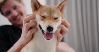 Sahibi tarafından okşanan Shiba Inu cinsinden bir köpeğin ağızlık portresi, komik bir köpek. Köpek bakıcısı ve yürüme servisi. Kulaklarının arkasını okşa. Zencefil renkli Akita köpeği.