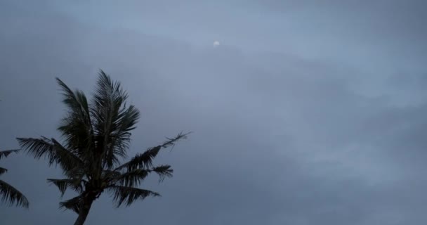Baggrundsvideo Med Udsigt Til Nattehimlen Med Fuldmånen Glødende Silhuetten Palmetræ – Stock-video