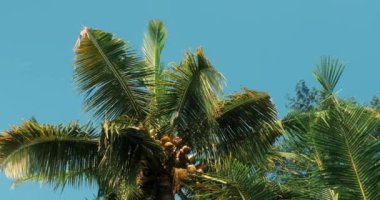 Düşük açılı arka plan videosu, hindistan cevizi ağaçlarının tepeleri bulutsuz mavi gökyüzüne karşı. Palmiye yaprakları ılık rüzgarla savrulur. Tropik bir adada egzotik bir tatil yeri.