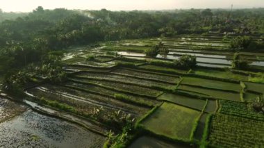 Yeşil pirinç tarlalarının gökyüzü bulutlarla ve palmiyelerle doludur. Pirinç tohumu ekme zamanı. Böylece sonbaharda filizlenirler. Seyahat eden Endonezya.