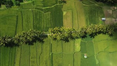 Yeşil pirinç tarlaları ve Bali 'deki yüksek hindistan cevizi palmiyeleri. Doğal arka plan modeli. Güneydoğu Asya 'nın geleneksel tarım endüstrisi kültürü pirinç yetiştiriyor. Hasat zamanı.