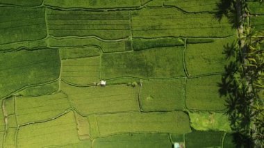 Bali kırsalındaki yeşil pirinç tarlalarının en üst görüntüsü. Doğal model, arka plan videosu. Güneydoğu Asya 'nın geleneksel tarım endüstrisi kültürü pirinç yetiştiriyor. Hasat zamanı.