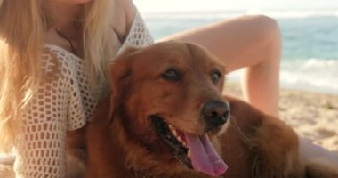 Plajdaki Golden Retriever köpeğinin yakın plan portresi. Dilini çıkarmış. Yazın köpek aşırı ısınıyor. Sıcak iklimler köpekler için tehlikelidir. Köpek sıcaktan yoruldu..