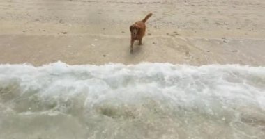 Golden Retriever köpeği sahilden okyanusun berrak sularına doğru sıçrayıp dilini uzatarak koşuyor. Arka planda bir adam çadır kuruyor. Bir köpekle kamp yapmak. Yaz tatili.