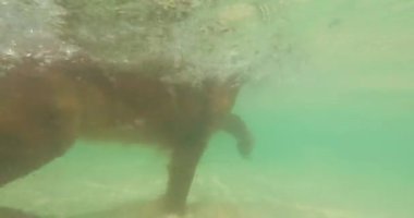 Golden Retriever cinsinden bir su altı köpeği mavi sularda alglerle birlikte yüzer. Köpeğin pençeleriyle kürek çektiği suyun yüzeyinin alt görüntüsü. Yaz tatili.