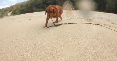 Golden Retriever köpeği kumların üzerine uzanmış kameraya yaklaşıyor ve komik bir suratla sudan sıyrılıyor. Arka planda, adam bir çadır kuruyor. Yaz tatilinde köpeklerle kamp yapmak.