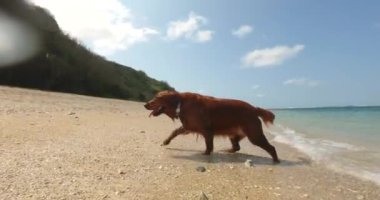 Golden Retriever cinsinden ıslak bir köpek kumsalda yüzdükten sonra deniz suyundan çıktı ve tüylü tüylerini sallayarak farklı yönlere sıçradı. Bir köpekle yaz tatili.