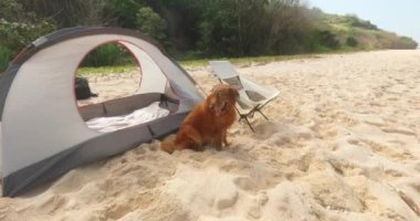 Güneşli bir günde bir Golden Retriever köpeği bir çadırın yanında oturur. Kırmızı mayolu genç bir kadın ona köpeği çağırıyor ve sahibine kuyruğunu sallayarak koşuyor. Evcil hayvan dostu kamp..