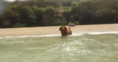 Golden Retriever köpeği sahilden okyanusun berrak sularına doğru sıçrayıp dilini uzatarak koşuyor. Arka planda bir adam çadır kuruyor. Bir köpekle kamp yapmak. Yaz tatili.