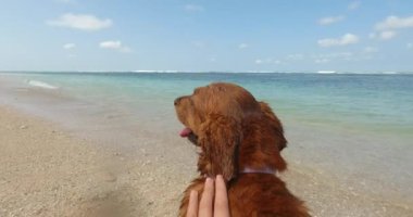 Bir kadının eli Golden Retriever köpeğini okşar. Onlar okyanusun yanındaki sahilde oturuyorlar. Islak tüylü köpek kendini silkelemeye başlıyor ve farklı yönlere sıçrıyor..