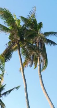 Mavi gökyüzüne karşı iki uzun palmiye ağacının dikey videosu, tepeden tırnağa görülüyor. Rüzgarlı bir rüzgarda palmiye yaprakları sallanıyor. Okyanus kıyısında tropikal bir adada Hindistan cevizi palmiyeleri.
