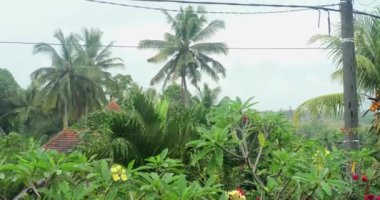 Bereketli tropikal bir ormanın pencere manzarası. Yağmur sırasında palmiye ağaçları ve yeşil çalılar. Güneydoğu Asya 'da yağmur mevsimi. Büyük miktarda yağış, ıslak bitkiler ve ağaçlar. Huzur ve sükunet.