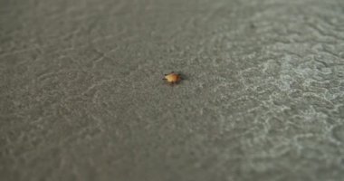 Karınca yuvalarına yiyecek kırıntısı sürükleyen küçük bir grup karınca. Vahşi gruptaki böcekler birlikte ve birbirlerine yardım ederler. Takım çalışması..