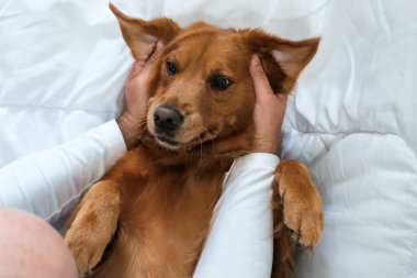 Kulakları havada bir yatakta sırt üstü yatan bir Golden Retriever köpeğinin portresi. Sahibinin elleri köpeğin kafasına sarılır. Mutlu ve sakin bir hayvan. Yataktaki komik köpek..