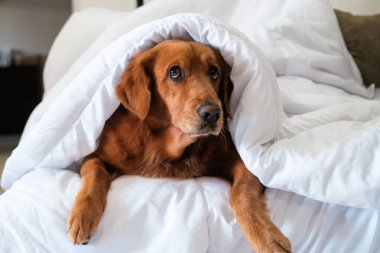Golden Retriever cinsinden bir köpek beyaz bir battaniyenin altında yatıyor. Sonbahar ve kışın soğuk algınlığı. Uyuyan bir köpek battaniyenin altında yatıyor, ev soğuk, ısıtma açık..