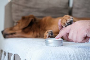 Sıcak yaz havasında köpeğinizin patilerine bakmak. Sahibi sıcak asfaltta yürüdükten sonra av köpeğinin patilerine merhem sürüyor. Sağlık hizmetleri. Yakınlarda bir kavanoz krem duruyor..