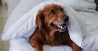 Golden Retriever cinsinden bir köpek beyaz bir battaniyenin altında yatıyor. Sonbahar ve kışın soğuk algınlığı. Uyuyan bir köpek battaniyenin altında yatıyor, ev soğuk, ısıtma açık..