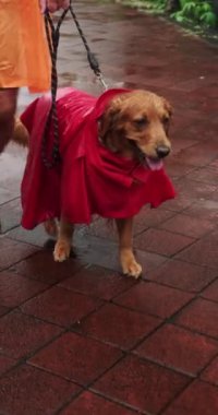 Yaz yağmurunda Golden Retriever köpeğiyle yapılan yürüyüş videosu. Köpek kırmızı bir yağmurluk giyiyor ve sandalet ve yağmurluk giyen bir adam yakınlarda yürüyor. Köpekler için kıyafetler. Hayvan Dükkanı.