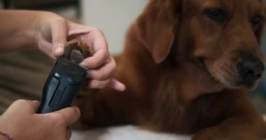 Golden Retriever köpeğinin patilerini kesen genç bir kadının ellerinin yakın çekimi. Evde bir köpeğe bakmak..