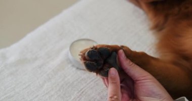Golden Retriever 'ının pençesine krem süren bir adamın yakın çekimi. Pençelerini sıcak havada korumak onları sağlıklı ve temiz tutuyor. Köpek pençesi pedlerine bakıyorum. Yumuşak Patiler. Yakınlarda bir kavanoz merhem var..