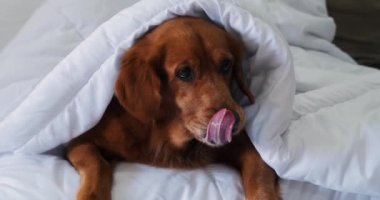Golden Retriever köpeği beyaz bir battaniyenin altında oturma odasındaki kanepede uzanıyor ve dudaklarını yalayıp ileriye bakıyor.. 
