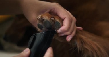 Bir Golden Retriever köpeğinin pençesinin yakından çekimi kürkünü elektronik makasla buduyor. Evde tımar ve konfor içinde. Sahibi köpeğine bakıyor..