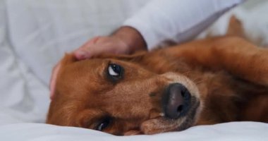 Golden Retriever köpeği beyaz bir battaniyenin üzerinde yatar ve sahibinin başını nazikçe okşar.. 