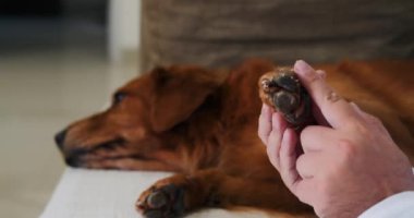 Sahibi özel bakım merhemi sürmüş olan Golden Retriever köpeğinin pençesinin yakın çekimi. Sıcak ve soğuk havada köpek patilerini koruyorum. Köpek patisi kremi. Sağlık hizmetleri.