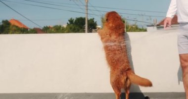 Son derece sıcak bir yaz gününde, terasta bir adam Golden Retriever köpeğinin hortumundan su püskürtür. Bunaltıcı sıcakta serinliyorum. Evcil hayvanın ve arkadaşınla evde yaz eğlencesi.
