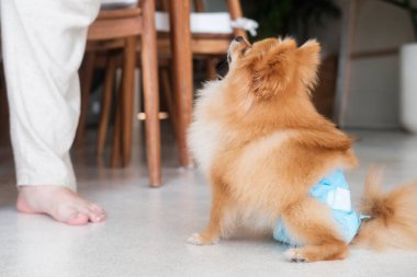 Dişi bir köpek bebek bezinde oturuyor ve sahibine bakıyor. Dişi köpek döngüsü, ergenlik ve çiftleşme dönemi. Köpekler için hijyen ürünleri. Hayvan dükkanı ve köpekler için veteriner..