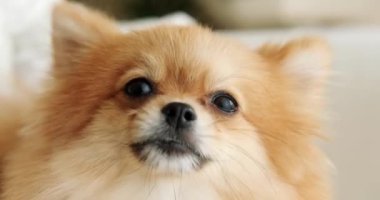 Bir kadın Pomeranya Spitz 'inin saçını tarıyor. Kafasını kaşıdığında bir köpeğin komik suratı. Uzun tüylü köpekler için tüy dökme mevsimi. Kürkü önemsiyorum. Köpek kılı tarağı. Evde tımar salonu. 
