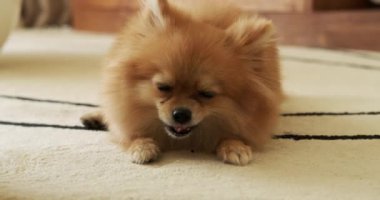 Pomeranya 'lı bir Spitz köpeği oturma odasındaki halıya uzanıyor ve sahibinin komutları yerine getirmesi için ona verdiği hediyeyi yiyor. Köpek bir kemik yer ve ağzı açıkken onu komik bir şekilde çiğner..