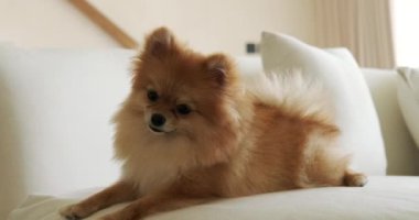 Pomeranian Spitz köpeği kanepede oturur ve sahibine bakar. Kadın köpeğini sevmeye başlar. Bir sahibinin evcil hayvanına olan sevgisi ve sevgisi. Ev konforu.