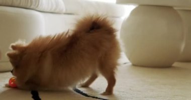 Pomeranian Spitz cinsinden bir köpek, küçük bir turuncu topla ve yerde onun yanında oturan sahibiyle oynuyor. Yavru köpek, topu kadına vermek istemiyor. Köpekle komik oyunlar.