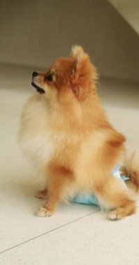 Sahibinin yanında bebek bezine atlayan mutlu bir kadının dikey videosu. Dişi köpek döngüsü, ergenlik ve çiftleşme dönemi. Köpekler için hijyen ürünleri. Hayvan dükkanı ve köpekler için veteriner..