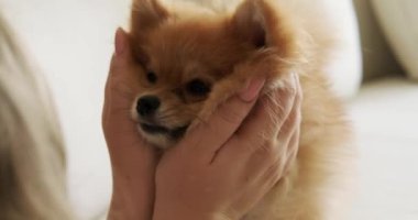 Sahibi tarafından okşanan Pomeranya Spitz cinsi bir köpek yavrusunun ağızlığının portresi, komik bir köpek. Köpek bakıcısı ve yürüme servisi. Kulaklarının arkasını okşa.