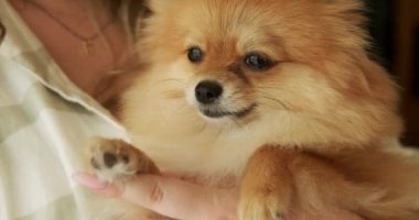 Pomeranian Spitz köpeğinin yakın çekimi sahibinin kollarında tutuluyor. Yavru köpek gözleri kapanıyor ve uykuya dalıyor. Sıcak, güneşli bir günde, köpek kollarında uyukluyor..