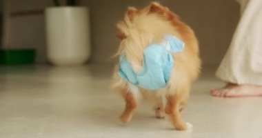 Pomeranya 'lı bir köpeğin mavi bir bezle sahibinin etrafında zıplamasını. Sıcakta dişi bir köpeğin hijyeni. Köpek sağlığınla ilgilenmek..
