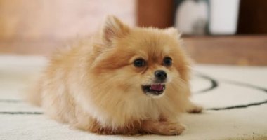 Pomeranya 'lı bir Spitz köpeği oturma odasındaki halıya uzanıyor ve sahibinin komutları yerine getirmesi için ona verdiği hediyeyi yiyor. Köpek bir kemik yer ve ağzı açıkken onu komik bir şekilde çiğner..
