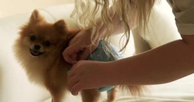 Pomeranya Spitz köpeğine bebek bezi bağlayan bir kadının yakın çekimi. Estrus sırasında dişi bir köpeğin hijyeni. Sağlığınıza dikkat edin.. 