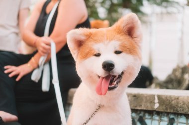 Japon Akita Inu köpeğinin yakın portresi. Dilini sıcaktan ve aşırı sıcaktan dışarı çıkarır ve derin derin nefes alır. Yumuşak bir köpekle yaz yürüyüşü. Çekici ve mutlu bir köpek.