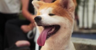 Japon Akita Inu köpeğinin yakın portresi. Dilini sıcaktan ve aşırı sıcaktan dışarı çıkarır ve derin derin nefes alır. Yumuşak bir köpekle yaz yürüyüşü. Çekici ve mutlu bir köpek.
